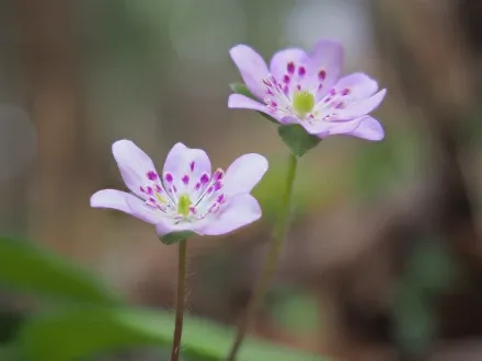 Focus Stacking